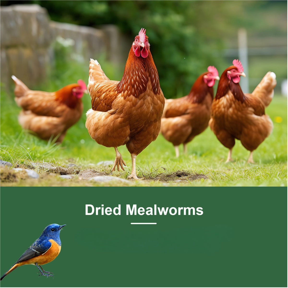 Dried Mealworms for Chickens Wild Birds Ducks – High Protein Natural Pet Food for Hens, Turtles, Fish, Lizards & Hamsters, Non-GMO Dried Insect Animal Feed, Multiple Sizes 0.6–40 LBS