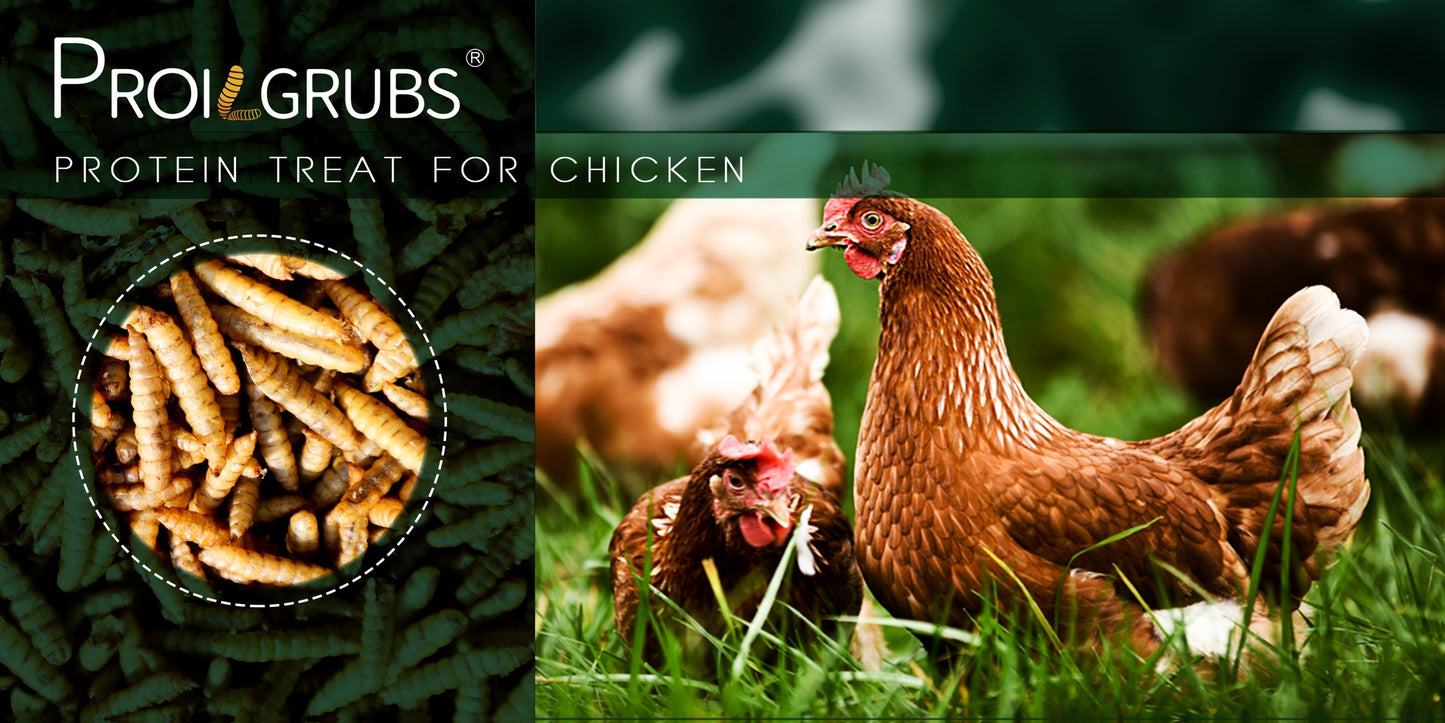 PROILGRUBS Dried Black Soldier Fly Larvae Chicken Treats – Non-GMO High-Protein Egg & Flock Builder, Stronger Eggshells & Feather Growth for Layers Broilers Chicks, 5 to 33 LB Bulk Bags