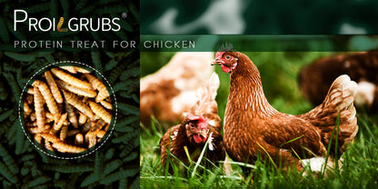 PROILGRUBS Dried Black Soldier Fly Larvae Chicken Treats – Non-GMO High-Protein Egg & Flock Builder, Stronger Eggshells & Feather Growth for Layers Broilers Chicks, 5 to 33 LB Bulk Bags