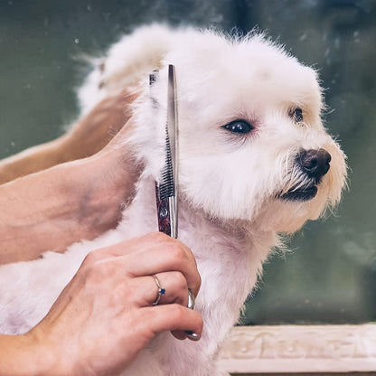 Professional Dog Grooming Scissors Set 6-in-1 – Titanium Coated 4CR Stainless Steel, Safety Round Tips, Left & Right Hand Universal, Heavy Duty Pet Grooming Shears for Dogs, Cats & All Animals