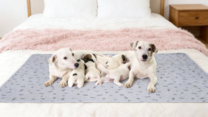 Washable Reusable Dog Pee Pads with Bone Print – Non-Slip Leakproof Absorbent Puppy Training Pads, Machine Washable Whelping Pads for Couch Crate Playpen Potty Training, Multiple Sizes