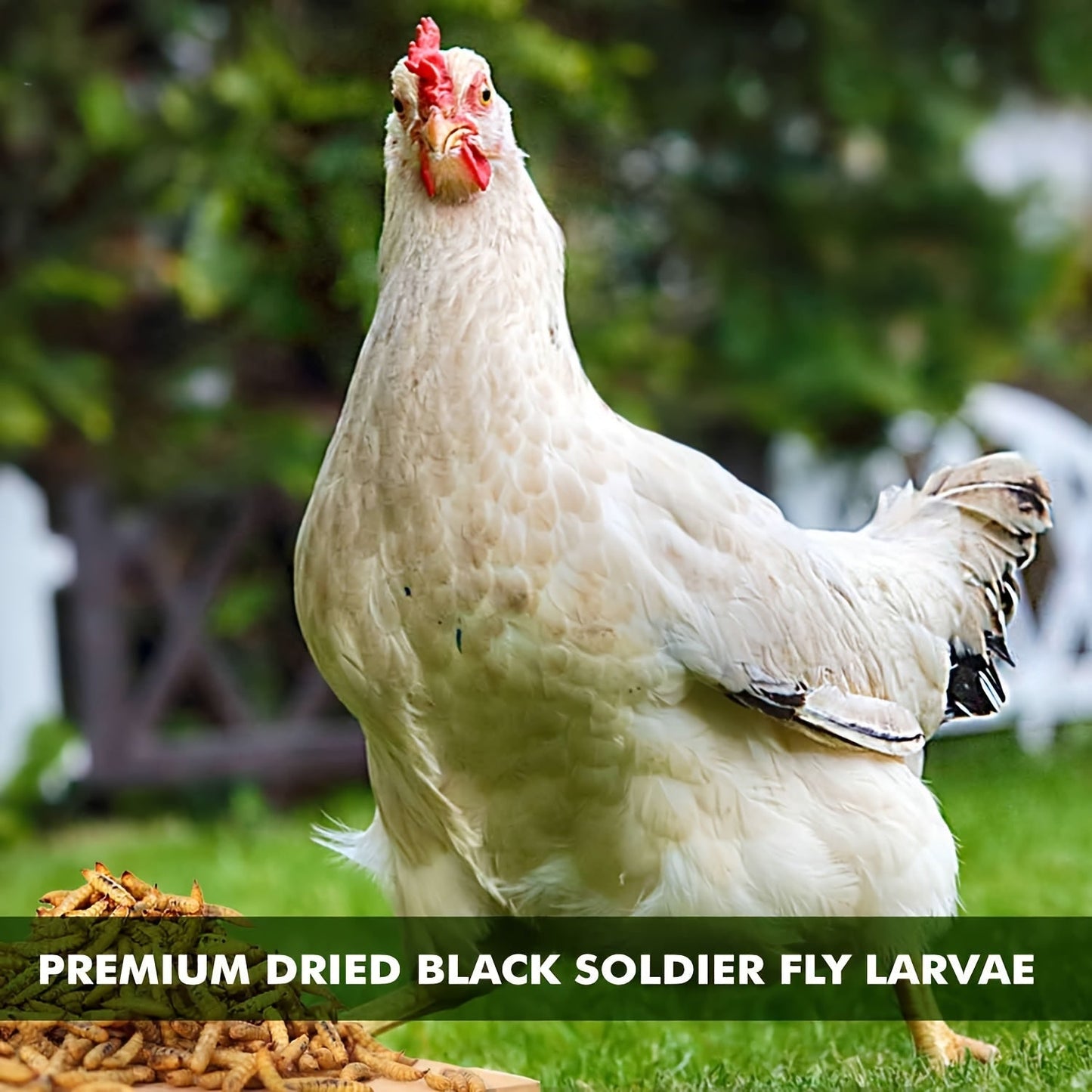 PROILGRUBS Dried Black Soldier Fly Larvae Chicken Treats – Non-GMO High-Protein Egg & Flock Builder, Stronger Eggshells & Feather Growth for Layers Broilers Chicks, 5 to 33 LB Bulk Bags