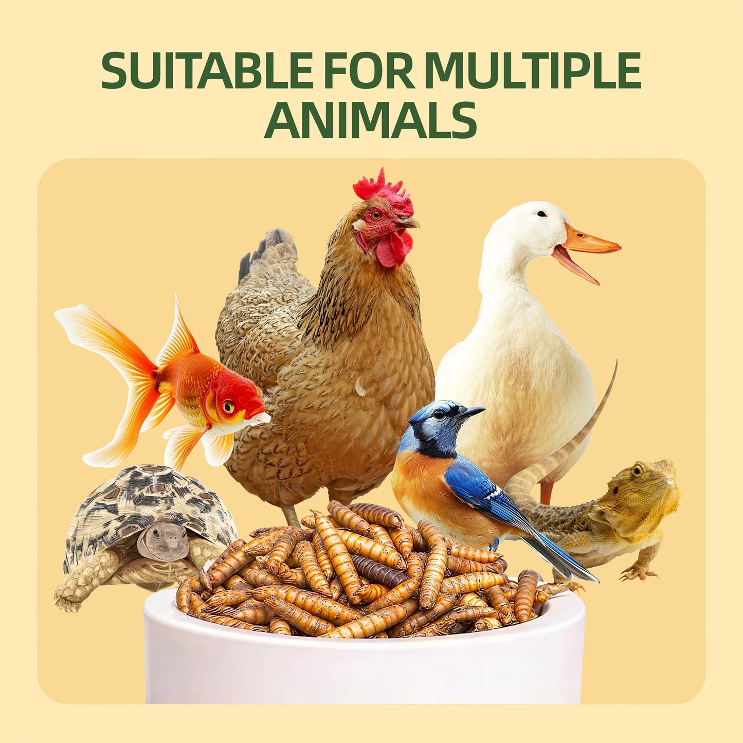 Dried Black Soldier Fly Larvae for Chickens – High Protein 43% & 85x More Calcium Than Mealworms, Non-GMO Natural BSFL Treats for Laying Hens, Ducks, Quail, Birds & Reptiles, 2LB / 5LB / 10LB