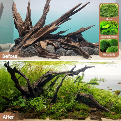 Natural Driftwood for Aquarium Decor & Reptile Terrarium – 2 Pieces 9 to 14 Inches Real Wood Branches for Fish Tank, Bearded Dragon, Lizard, Snake, Tree Frog, Turtle & Shrimp Habitat