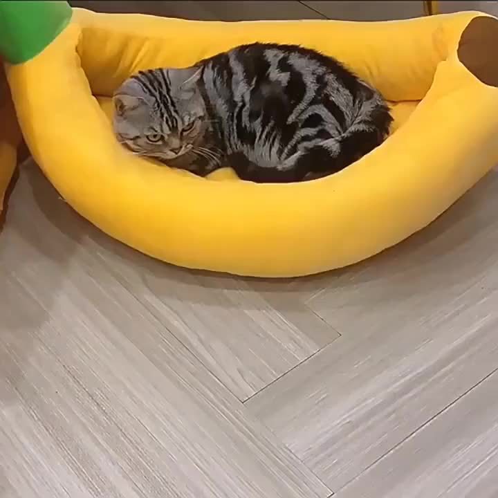 Cat Tunnel Bed Indoor Hiding Place - Donut Cat Bed All-Season Collapsible Cat Tunnel with Hole for Indoor Cats, Soft Plush, Dark Gray & Light Gray, Available in 20 & 24 Inches, Perfect Cat Gift