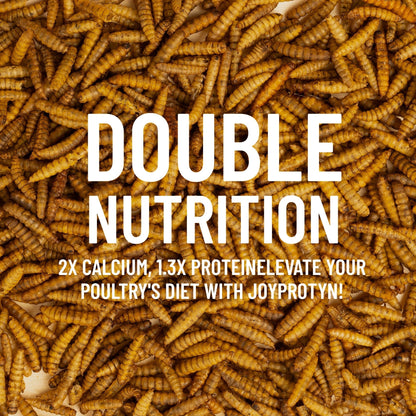 Dried Black Soldier Fly Larvae for Chickens – High Protein 43% & 85x More Calcium Than Mealworms, Non-GMO Natural BSFL Treats for Laying Hens, Ducks, Quail, Birds & Reptiles, 2LB / 5LB / 10LB