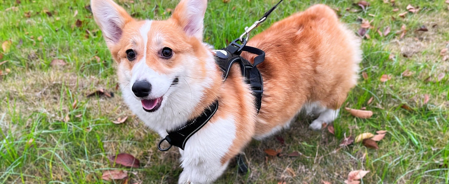 No Pull Dog Harness and Leash Set – Adjustable Reflective Oxford Vest Harness with 5-Foot Padded Handle Rope for Medium to Large Dogs, Quick-Release Buckles, Sizes S-XL, 5 Colors