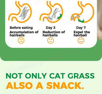 Freeze-Dried Cat Grass Hairball Control Tablets – Natural Mint Molar Sticks & Granules, Chicken Flavor Cat Snacks for Dental Health & Hair Removal