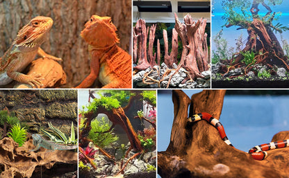 Natural Driftwood for Aquarium Decor & Reptile Terrarium – 2 Pieces 9 to 14 Inches Real Wood Branches for Fish Tank, Bearded Dragon, Lizard, Snake, Tree Frog, Turtle & Shrimp Habitat